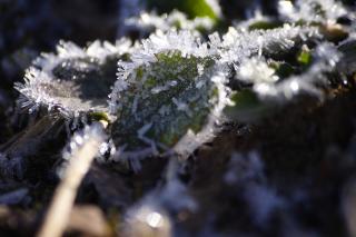 霜の写真