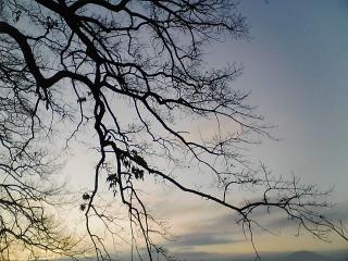 冬の木はシルエット　　（携帯電話写真）