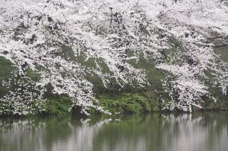 高田城址の桜
