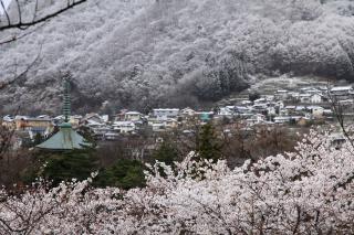 桜冬景色1