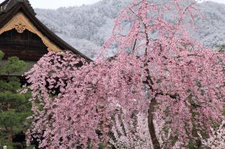桜冬景色2