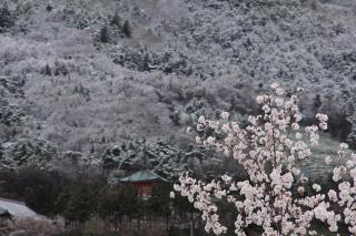 桜冬景色3