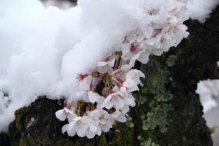 凍える桜